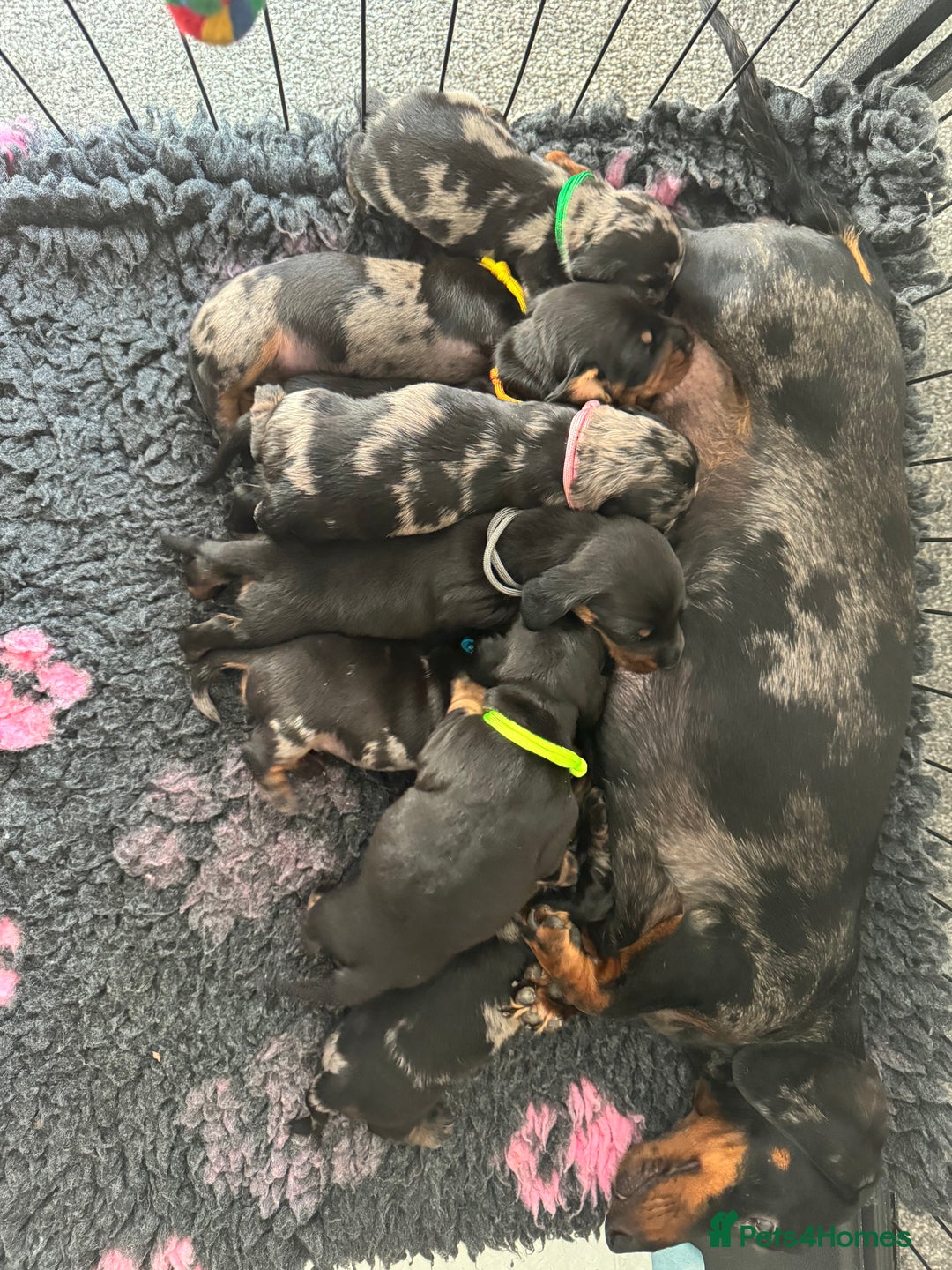 Miniature Dachshund dogs for stud: *Proven Stud*  - Image 9