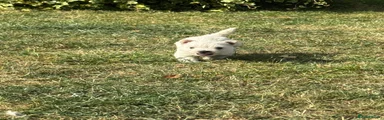 West Highland Terrier 3