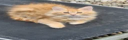 Maine Coon cats for sale: Maine Coons Ready Now!! 4 male 1 female  - Advert 13