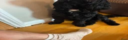 Cavapoo dogs for sale: F2 cockapoo for sale in Rotherham - Advert 8