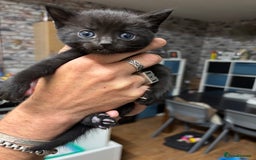 Bengal cats for sale: Bengal cross tabby kittens rare melanistic!!! - Image 1