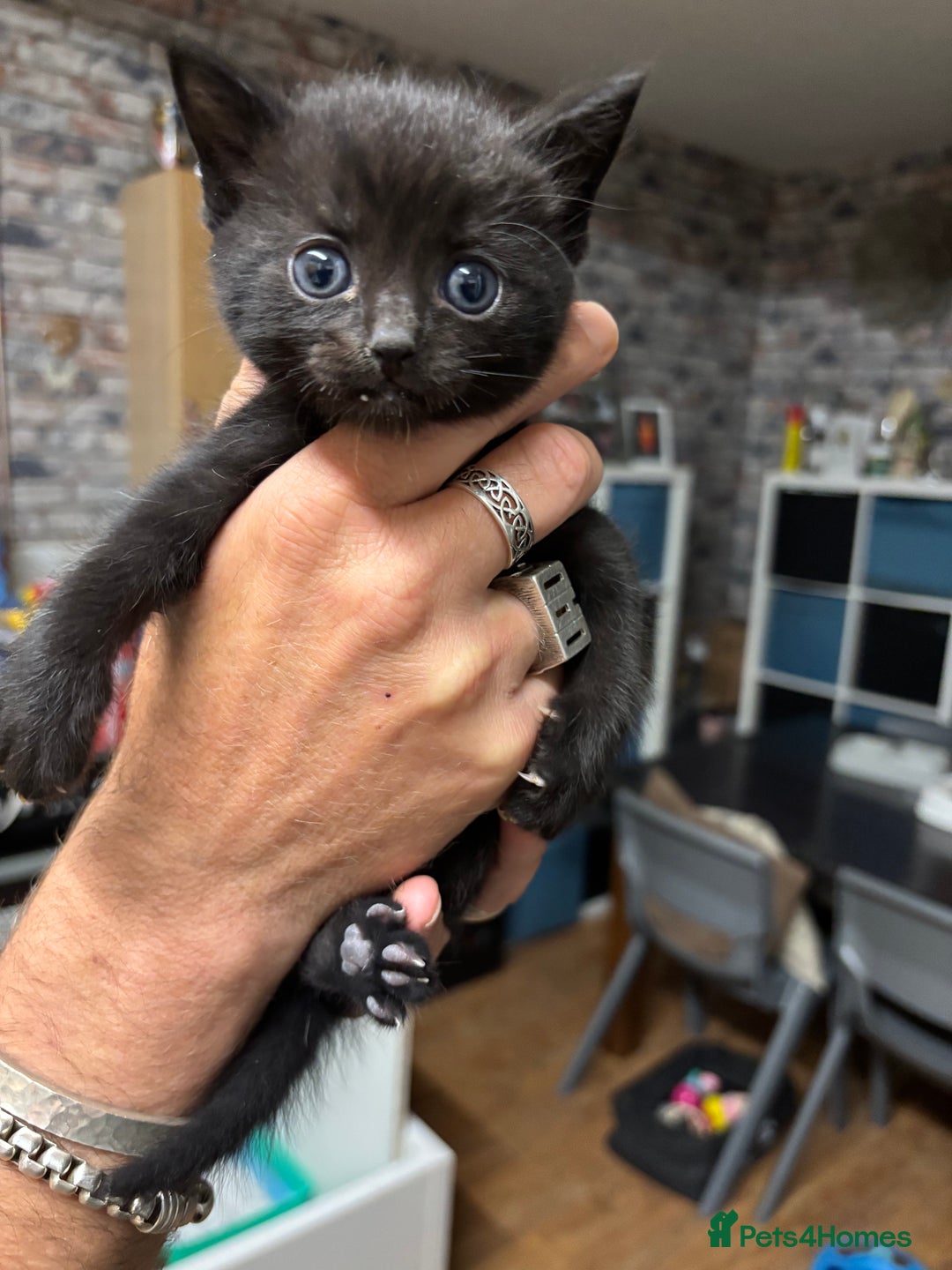 Bengal cats for sale: Bengal cross tabby kittens rare melanistic!!! - Image 1