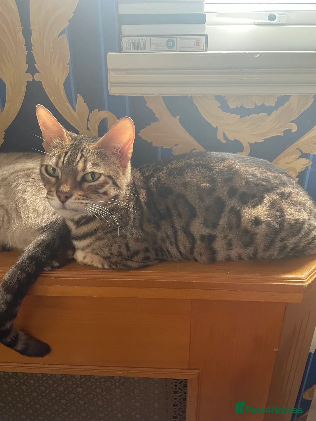 Bengal cats for sale: ❤️INTRODUCING 4 BEAUTIFUL FELINES KITTENS ❤️ - Advert 8
