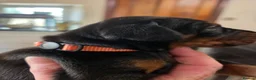 Dobermann dogs for sale: Just 3 puppies still available for reservation.  - Advert 7