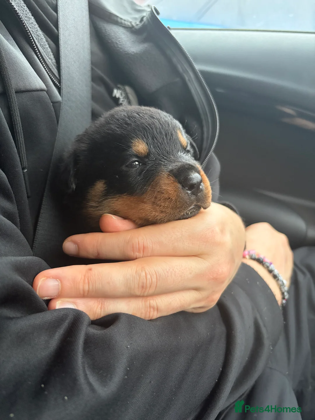 Rottweiler dogs for sale: Rottweiler Puppies for sale in Liverpool - Advert 6