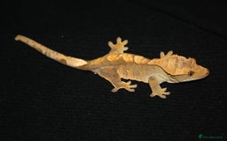 Gecko reptiles for sale: Crested geckos - Image 7