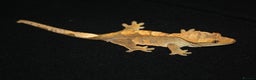 Gecko reptiles for sale: Crested geckos - Advert 7