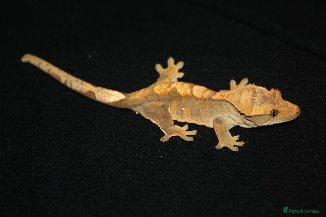Gecko reptiles for sale: Crested geckos - Image 7