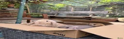Mini Lop rabbits for sale: Super Friendly Pure Bred Mini Lop Bunnies - Advert 4
