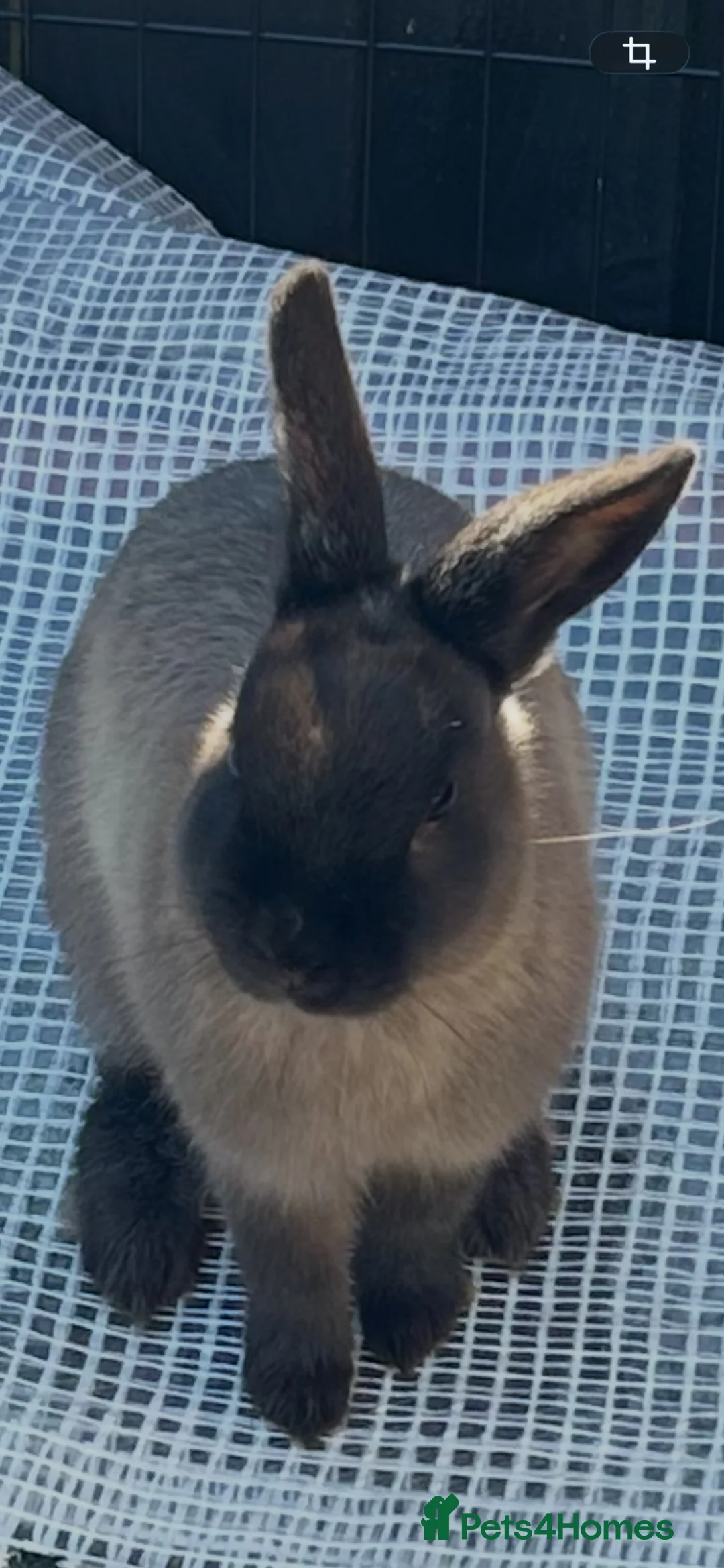 Netherland Dwarf rabbits for sale: Netherland dwarf Male - Advert 3