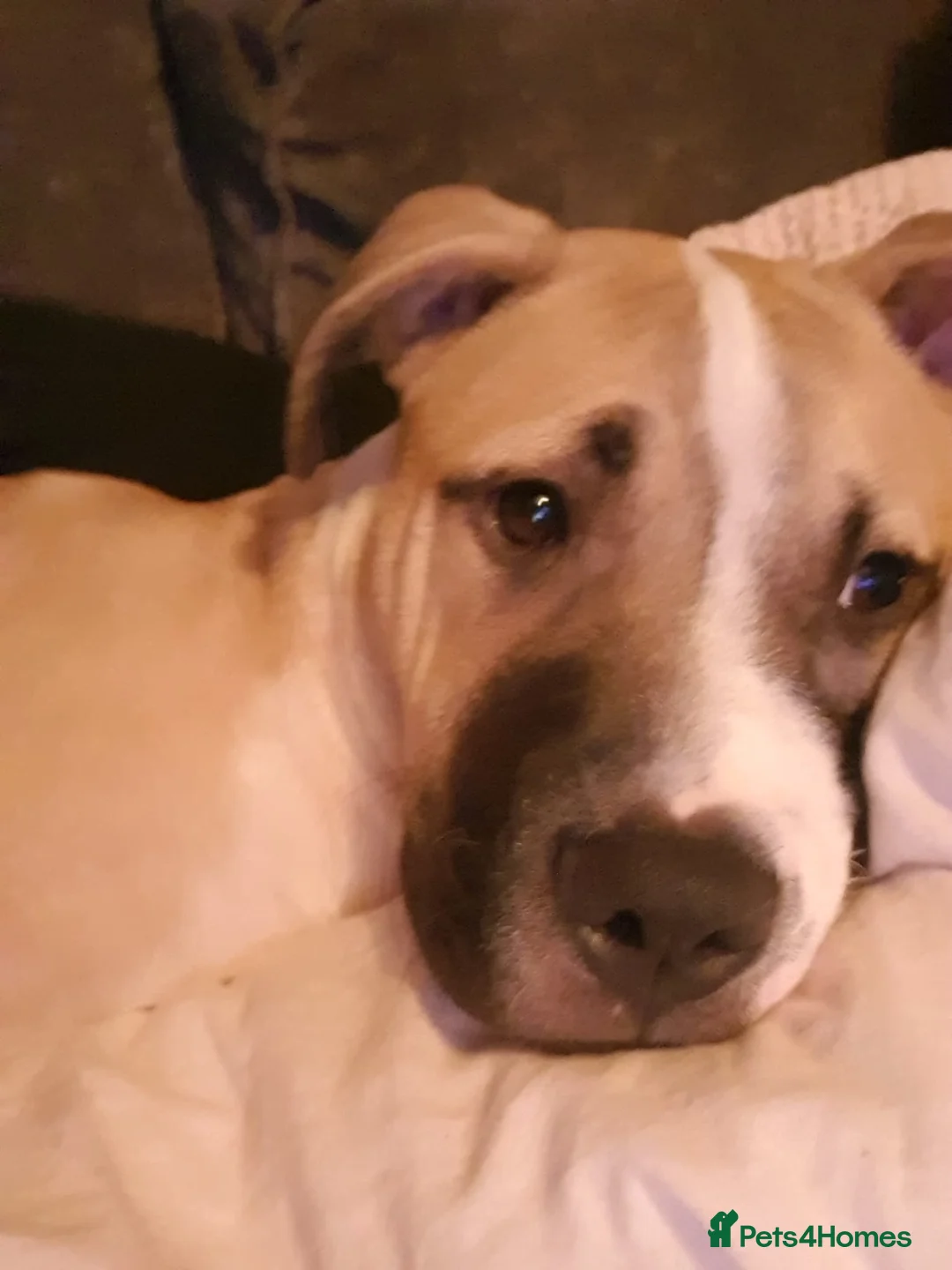 Mixed Breed dogs for sale: Puppy - Advert 3