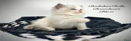 Ragdoll cats for sale: Gorgeous kittens with true ragdoll character - Advert 3