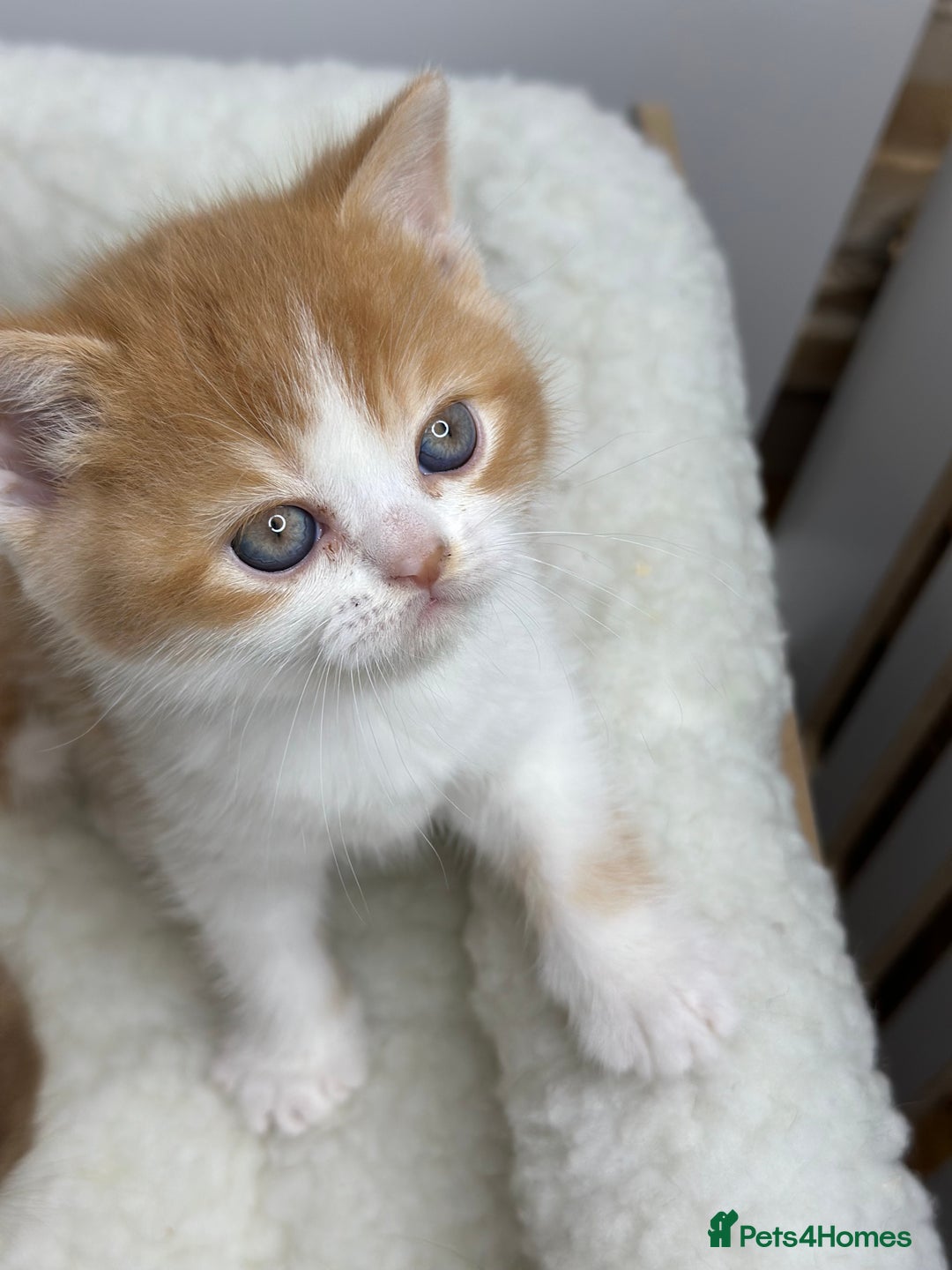 British Shorthair cats for sale: TICA, Exceptional line, BSH and BLH kittens🐾 - Advert 8