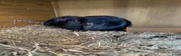 Mini Lop rabbits for sale: X2 Adult rabbits  - Advert 13