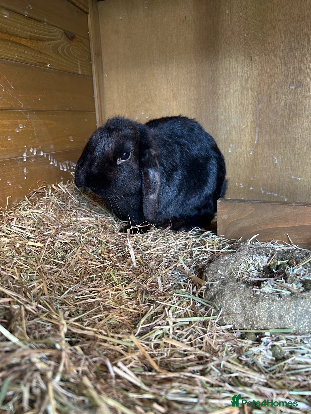 Mini Lop rabbits for sale: X2 Adult rabbits  - Advert 13