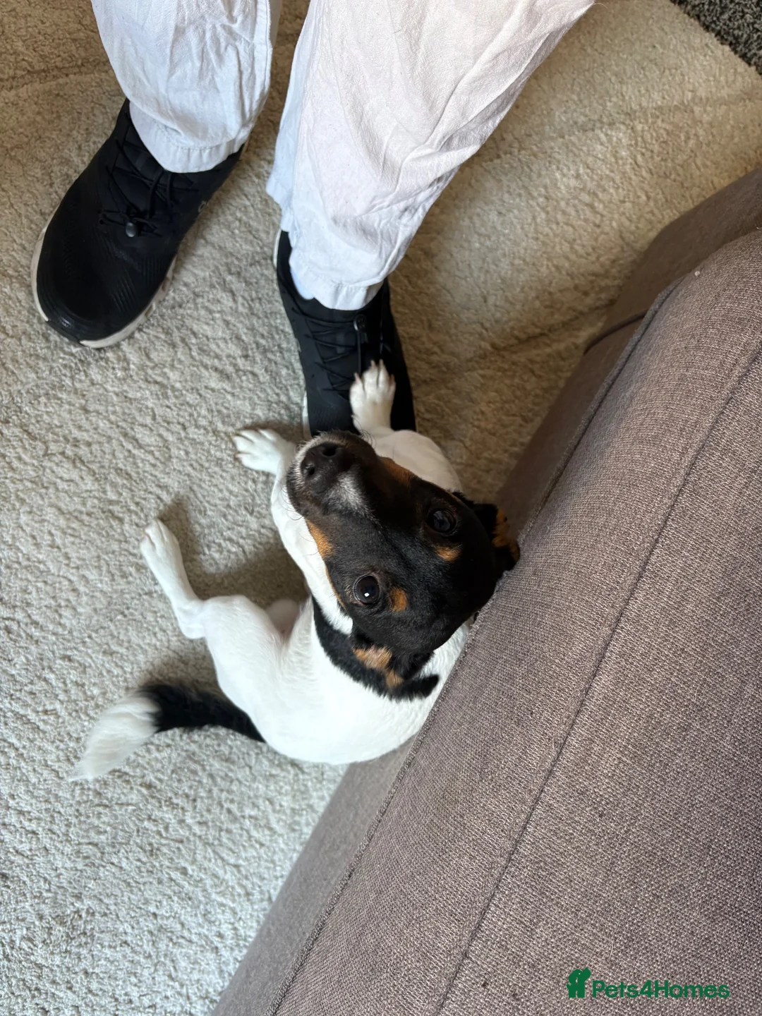 Jack Russell dogs for sale: 10 month old Jack Russell in Stockton-on-Tees - Advert 8