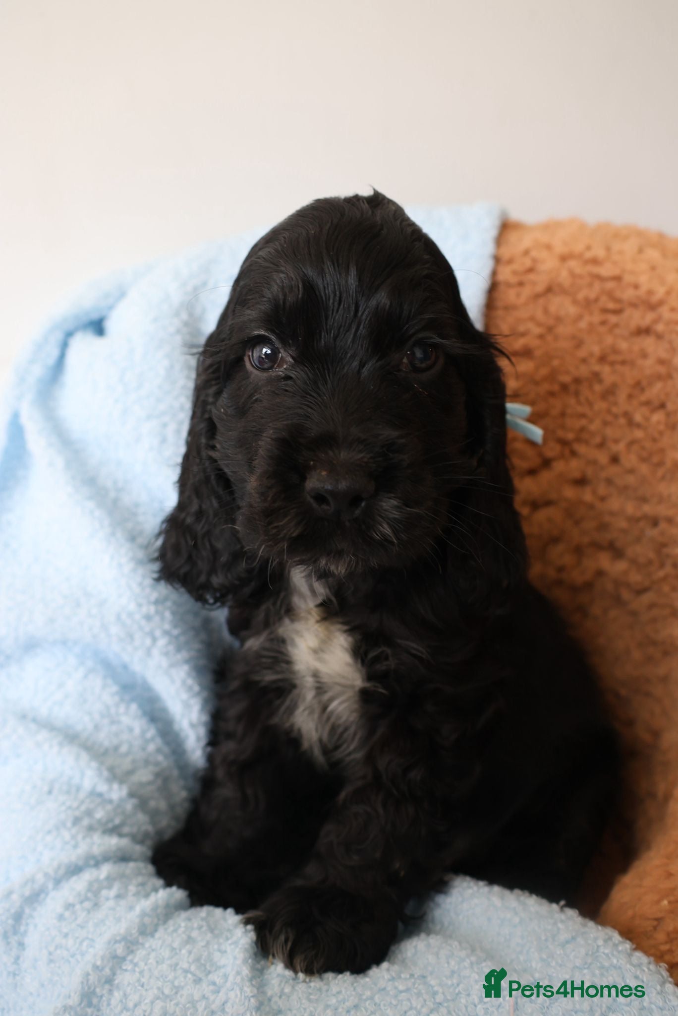 Cocker Spaniel dogs True Show Cocker Spaniels- LAST 2 - Advert 1