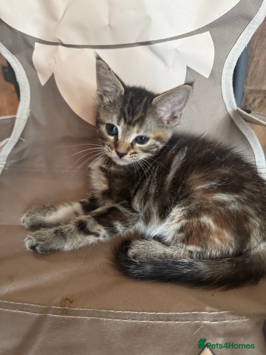 Maine Coon cats for sale: Maine Coon X  - Image 8