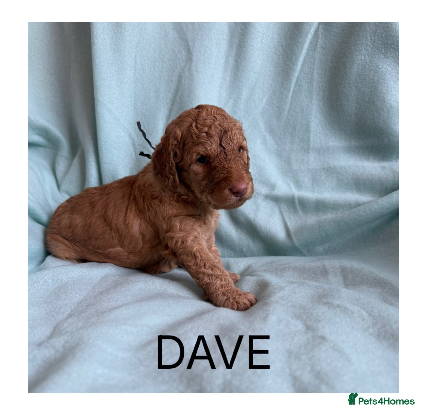 Mixed Breed dogs Multigeneration Cream/Apricot Double Doodles  - Advert 2