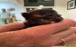 Maine Coon cats for sale: Maine Coon cuties - Advert 26