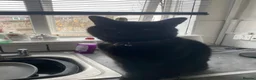 Mixed Breed cats for sale: Cats needing a new home  - Advert 6