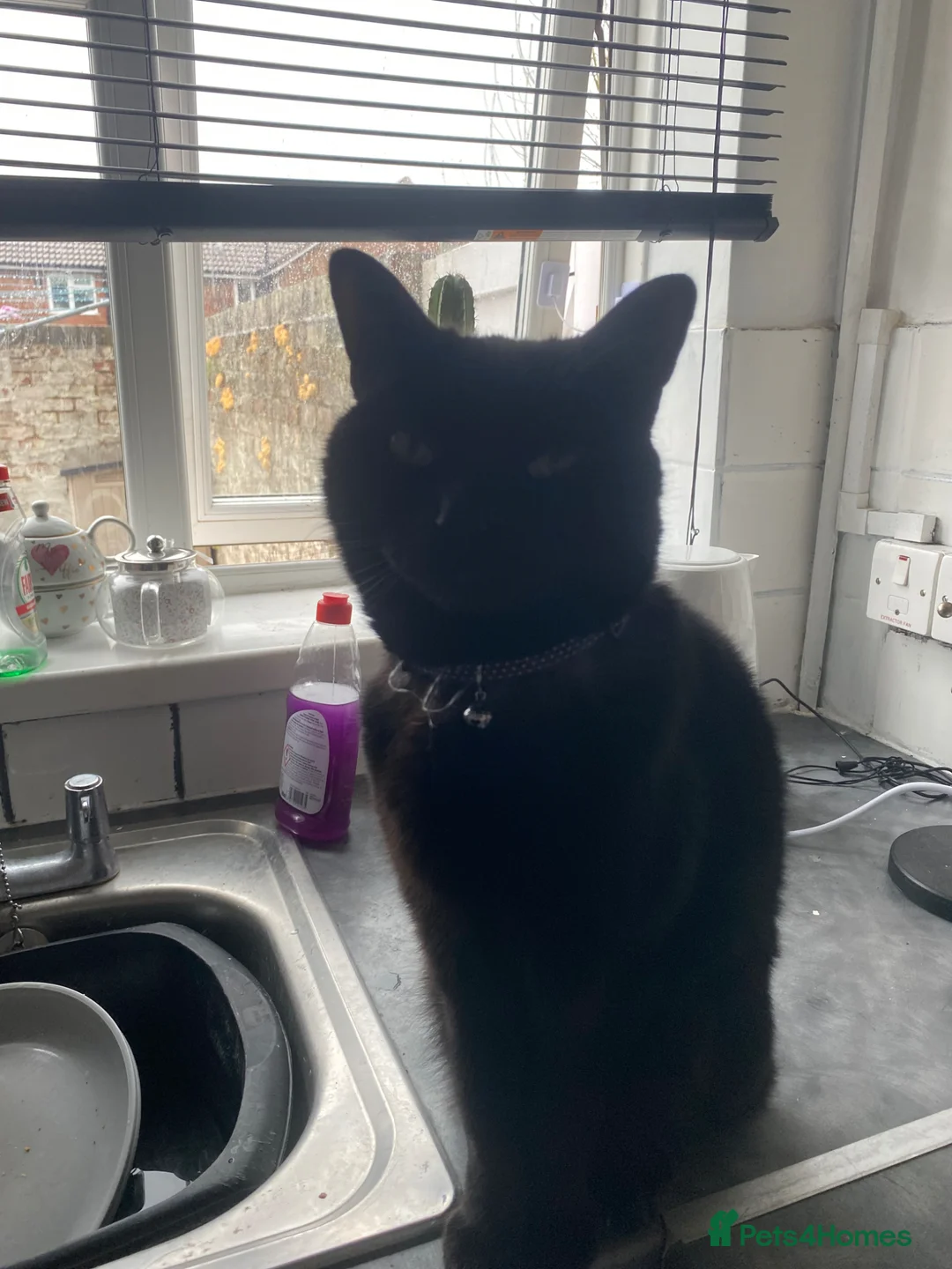 Mixed Breed cats for sale: Cats needing a new home  - Advert 6