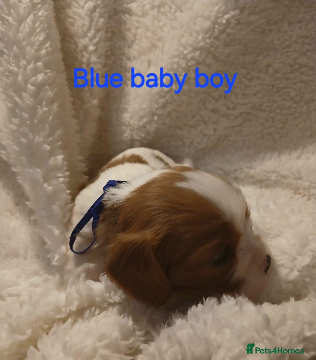 Cavalier King Charles Spaniel dogs for sale: Health tested Cavalier King Charles  - Image 16