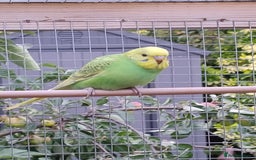 Budgerigars birds for sale: Young budgies, easily tamed - Image 5