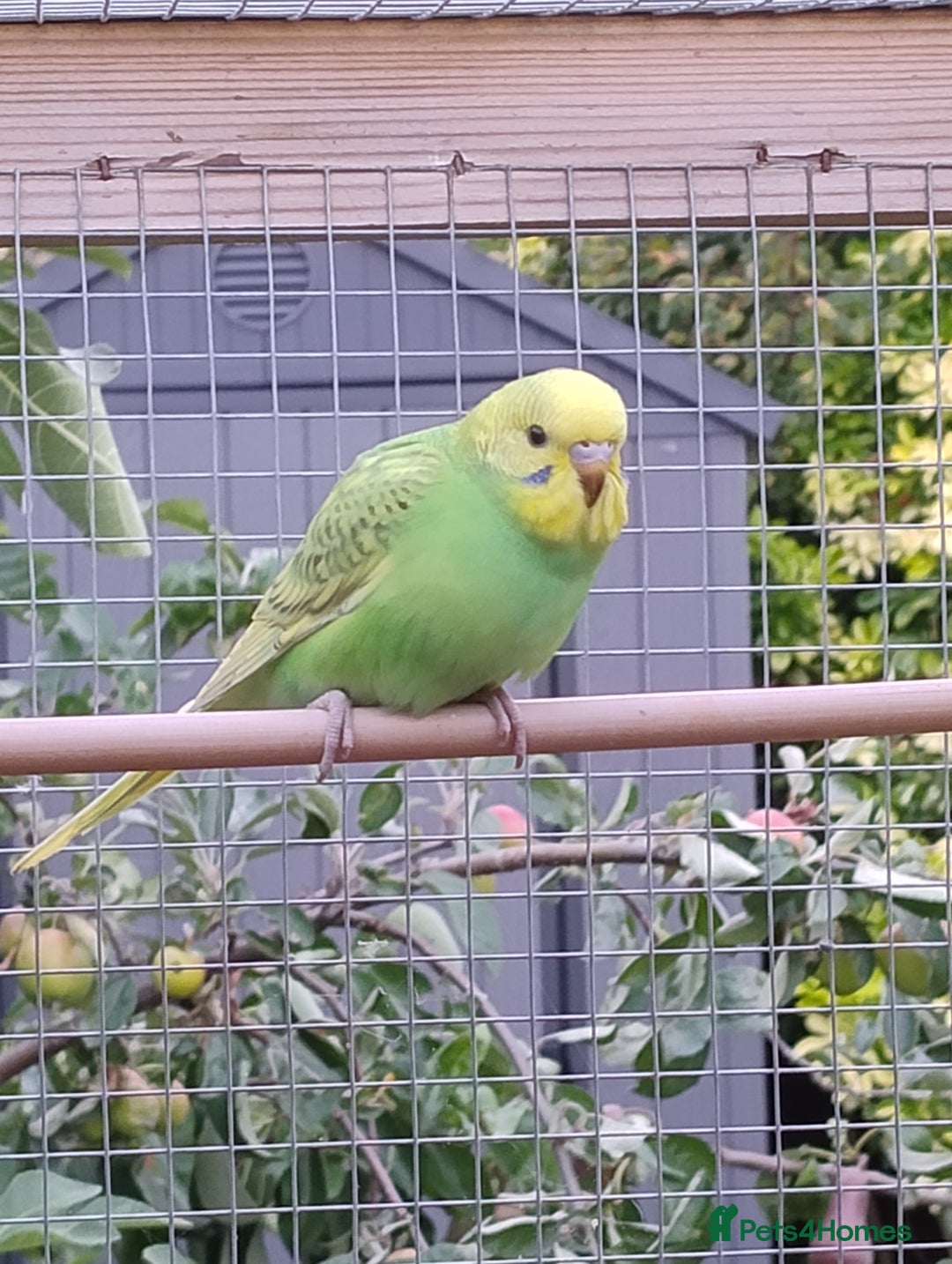 Budgerigars birds for sale: Young budgies, easily tamed - Image 5