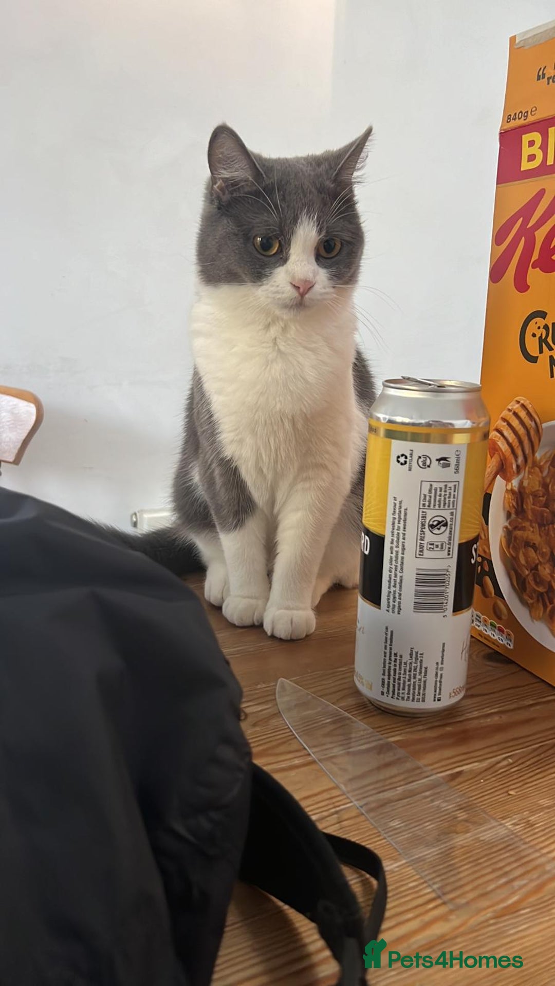 British Shorthair cats for sale: Cute British Shorthair Looking for Home - Advert 10