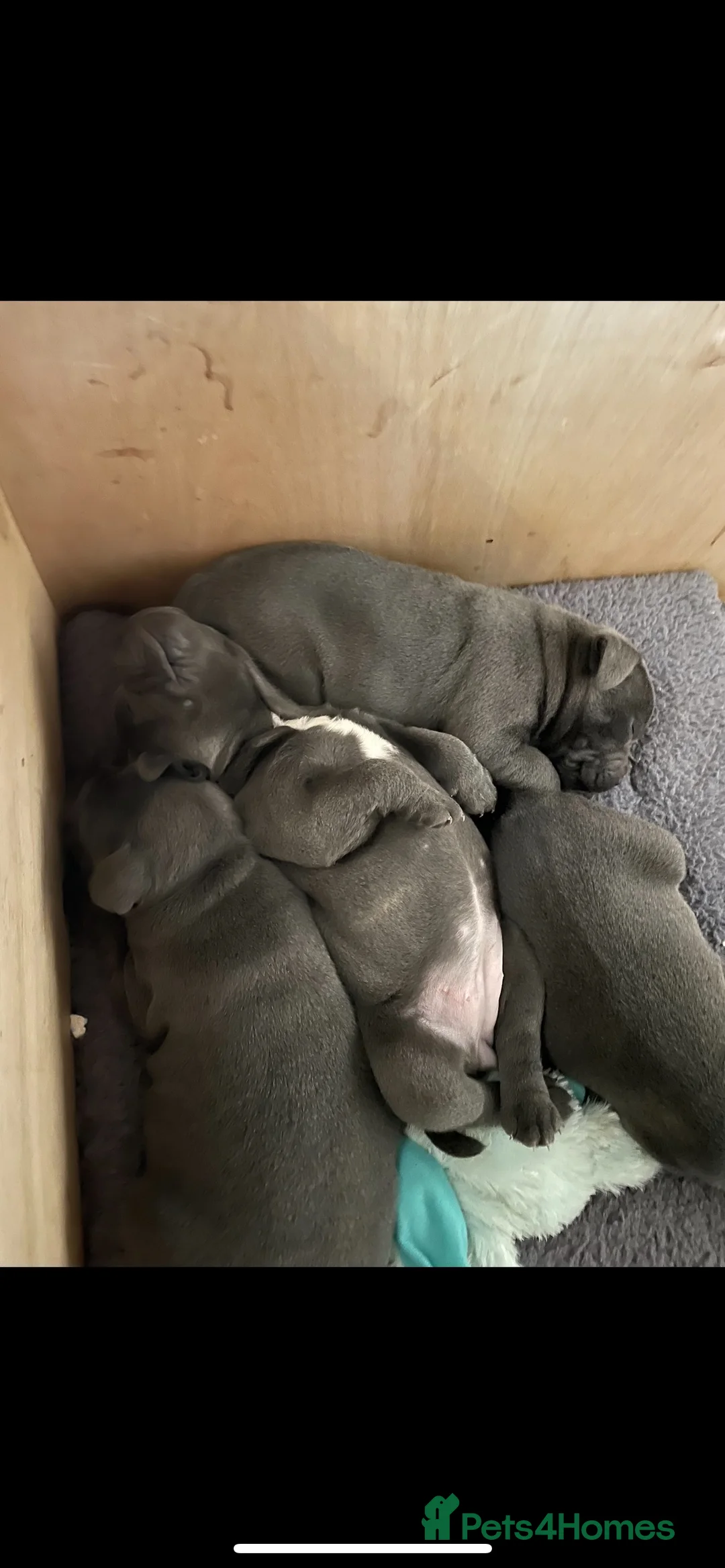 Staffordshire Bull Terrier dogs for stud: KENZDUO TAGLIATELLE -VINNY UP FOR STUD  in Abingdon - Advert 9