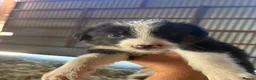 Border Collie dogs for sale: Border collie puppies - Advert 10