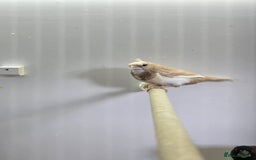 Finches birds for sale: Bengalese and zebra finch  - Image 7