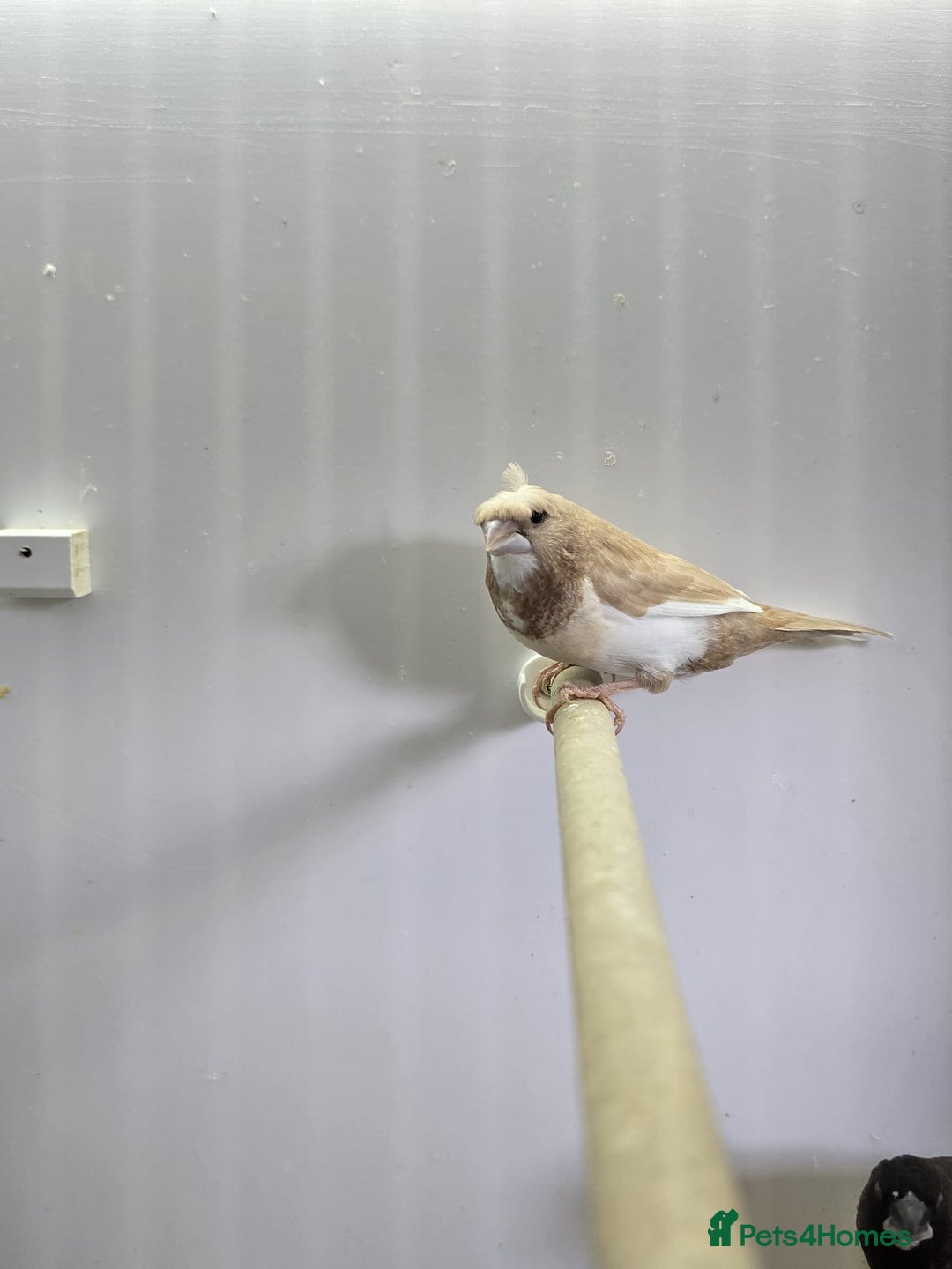 Finches birds for sale: Bengalese and zebra finch  - Image 7