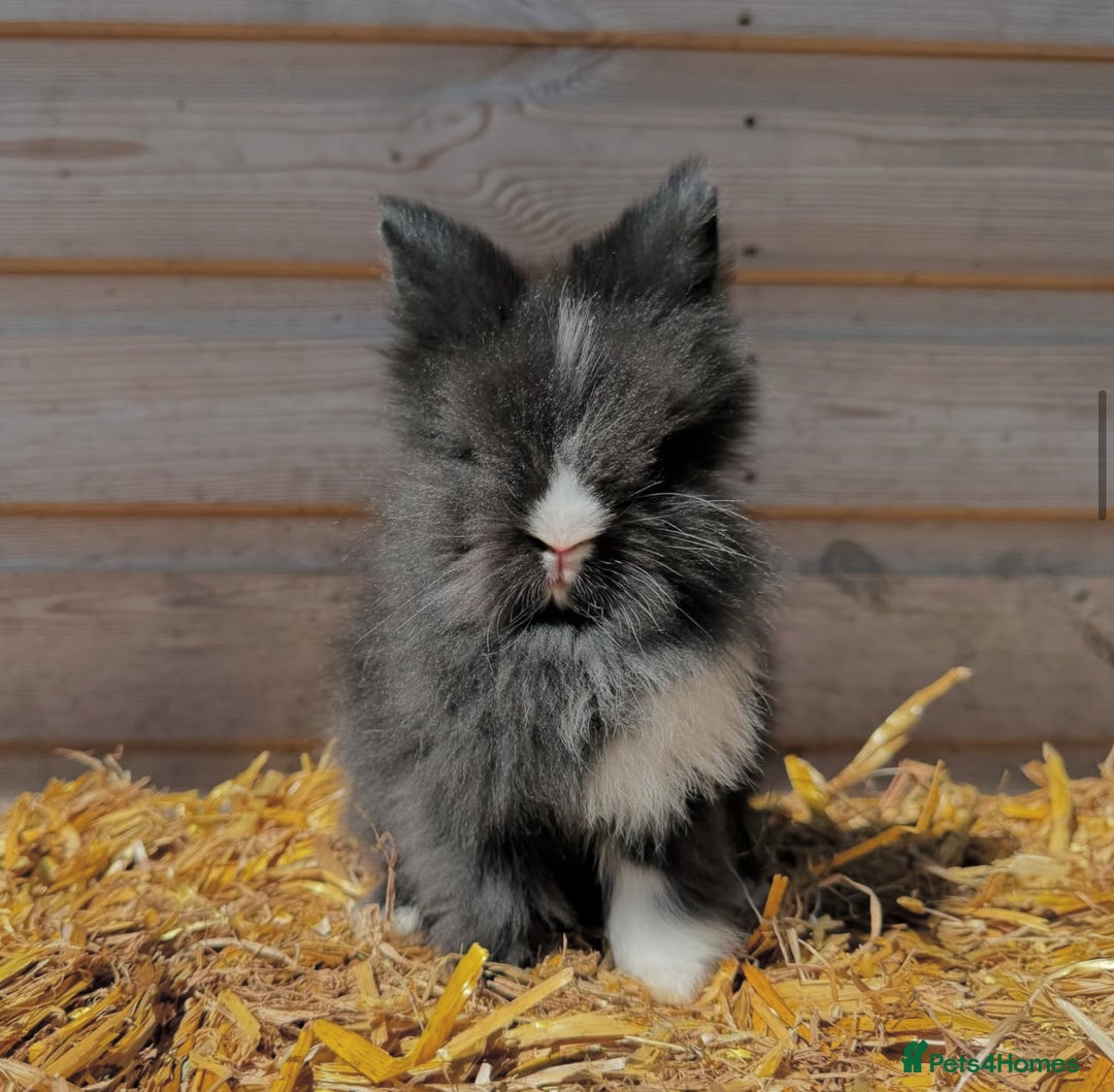 Lionhead rabbits for sale: Beautiful double maned Lionhead buns 🫶🏻 🐰  - Advert 3