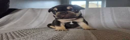 French Bulldog dogs for sale: French bulldog puppies for sale in Harwich - Advert 6