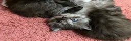 Ragdoll cats for sale: 6 beautiful ragdoll x maincoon kittens  - Advert 6