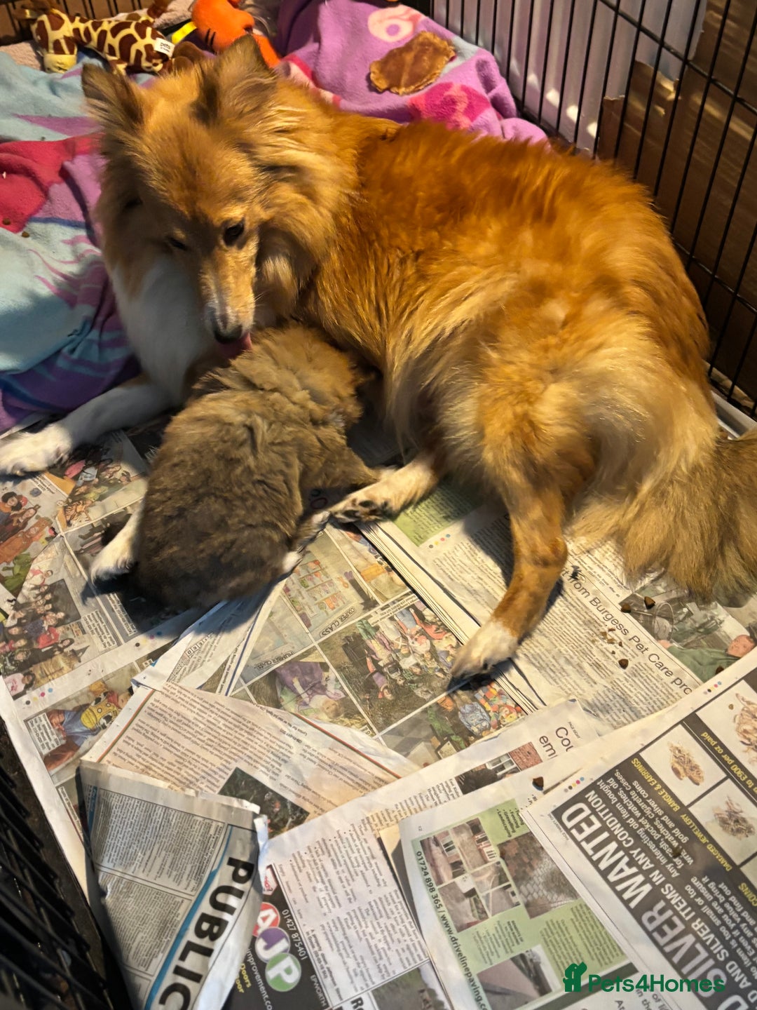 Shetland Sheepdog dogs for sale: Pretty Shetland sheepdog girl puppy  - Advert 2