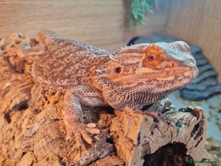 Bearded Dragon reptiles - Advert 5