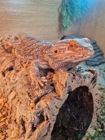 Bearded Dragon reptiles - Advert 2