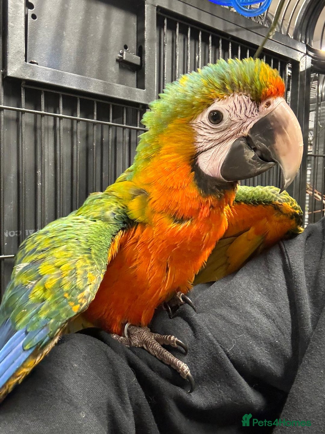Macaws birds for sale: Variety of handreared tame baby macaws - Advert 5