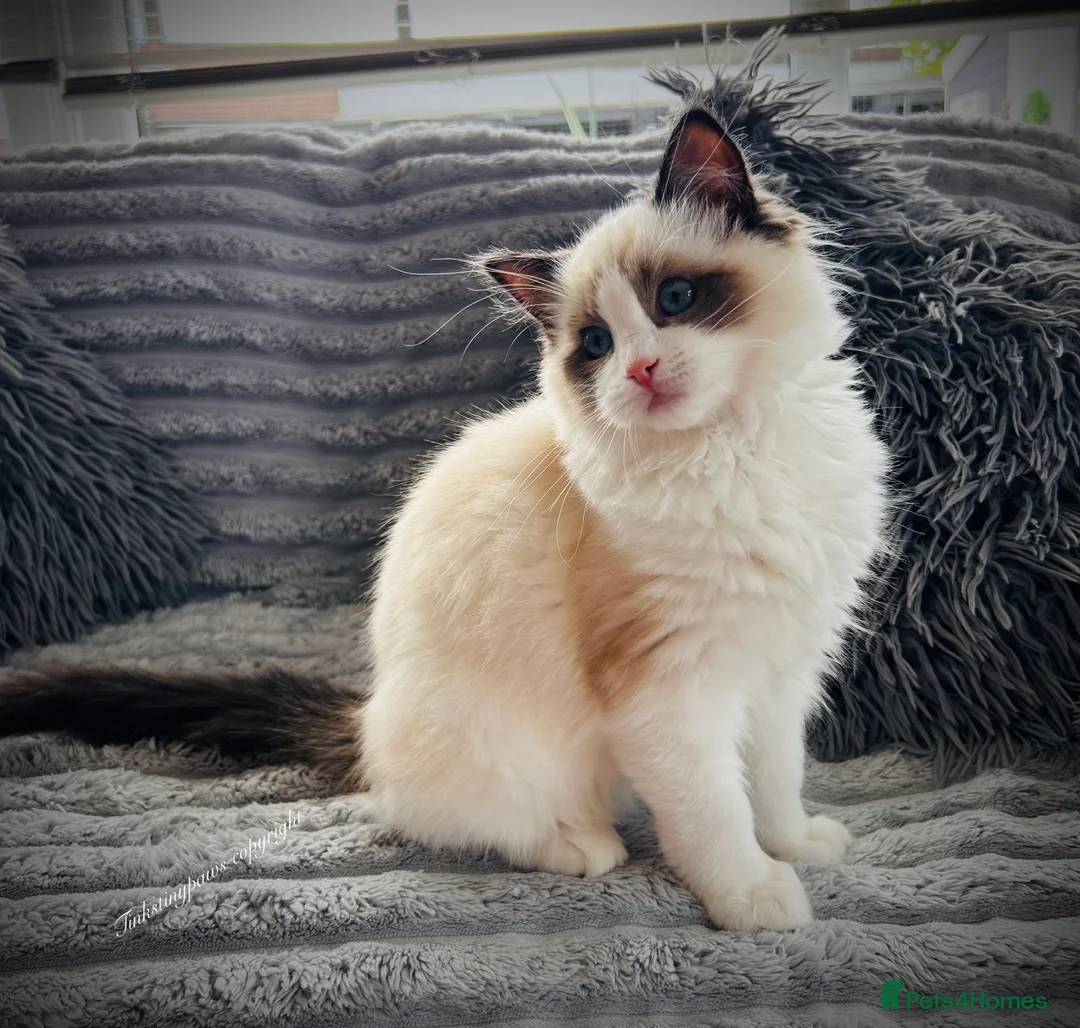 Ragdoll cats for sale: Ragdoll kittens  - Advert 15