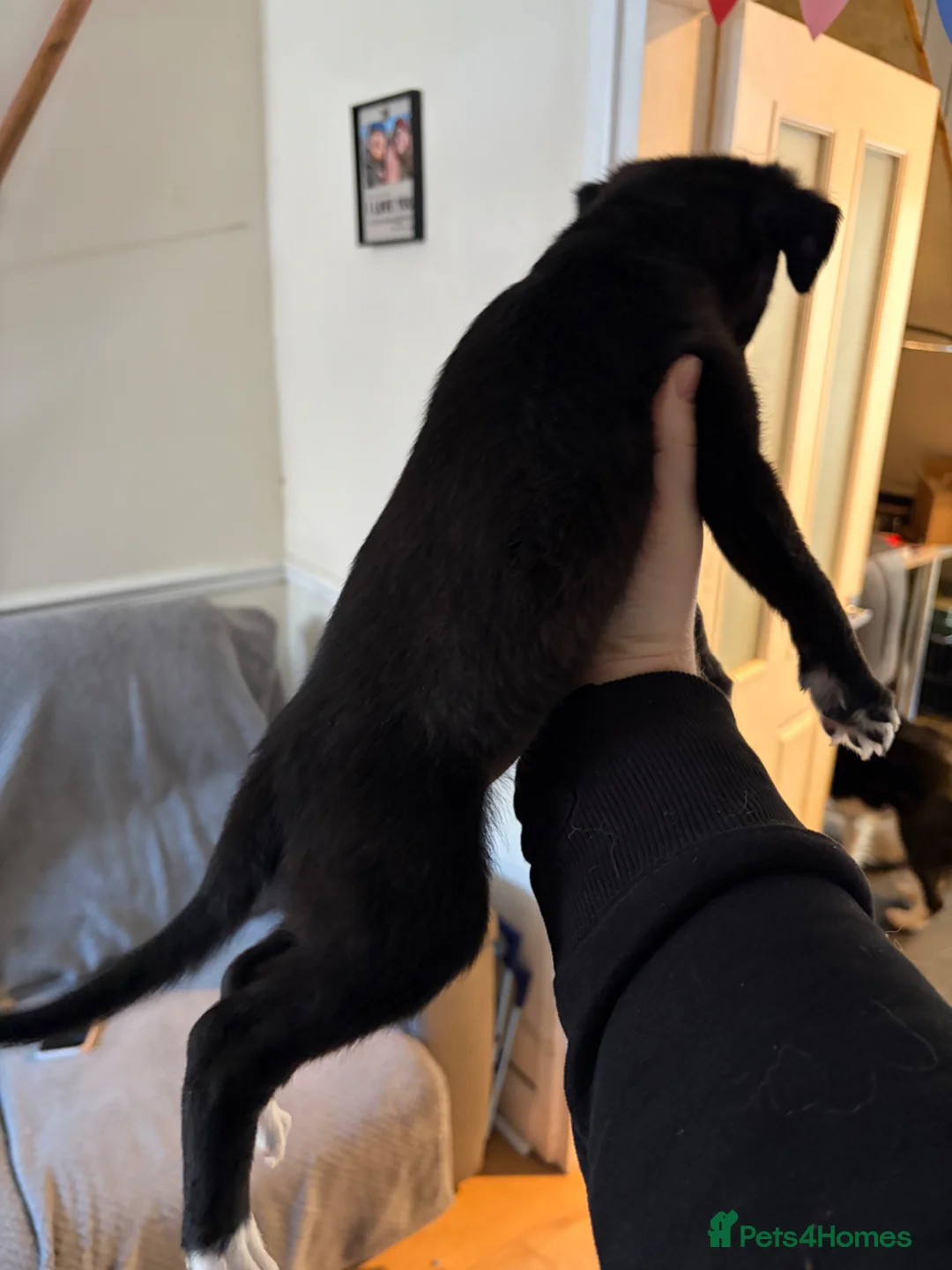 Mixed Breed dogs for sale: Border Collie / Whippet puppies  - Advert 10
