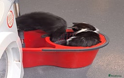 Mixed Breed cats for sale: Active kittens  - Image 8