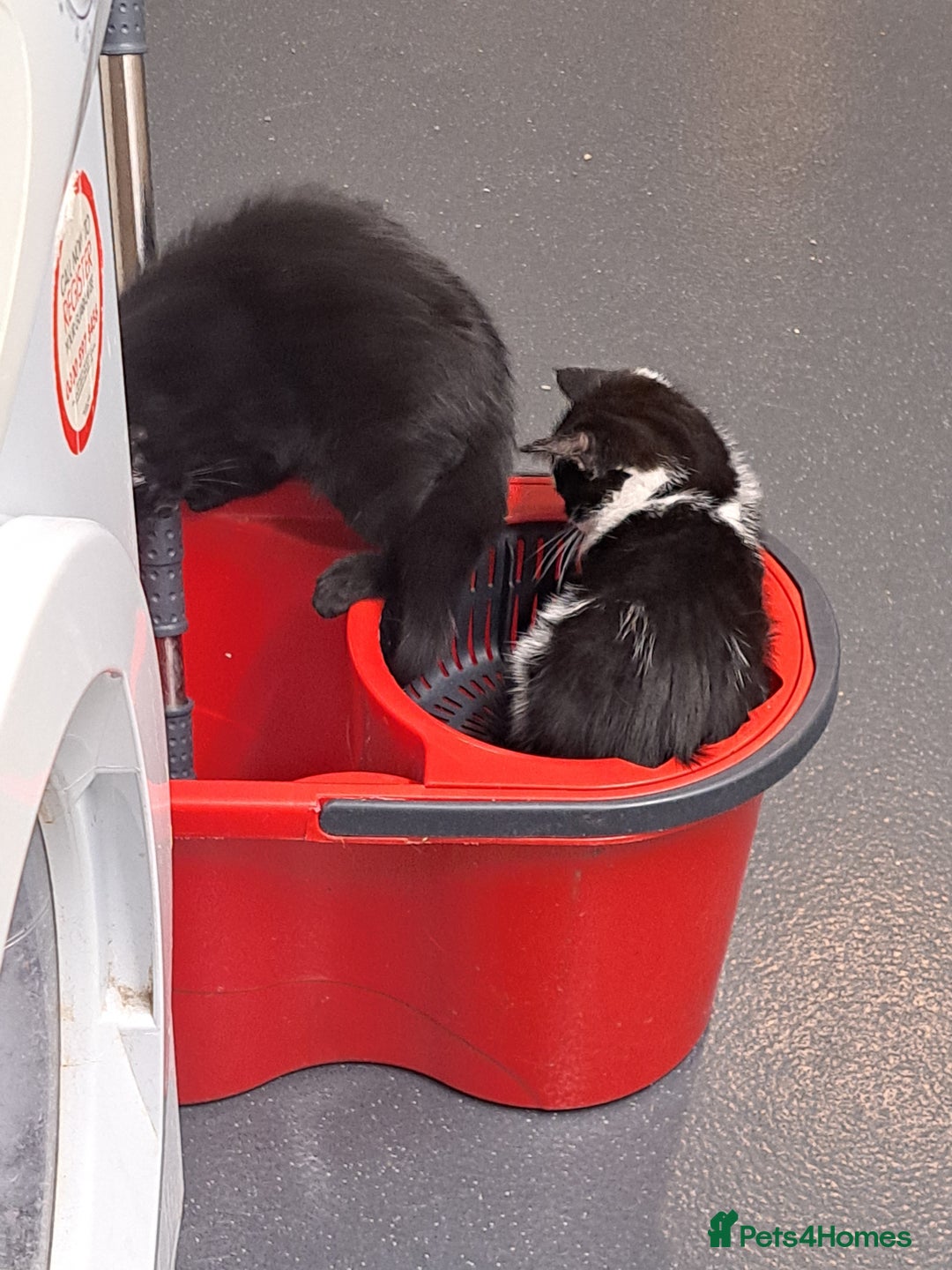 Mixed Breed cats for sale: Active kittens  - Image 8