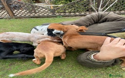 Cocker Spaniel dogs for sale: Working cocker spaniels puppies  - Image 22