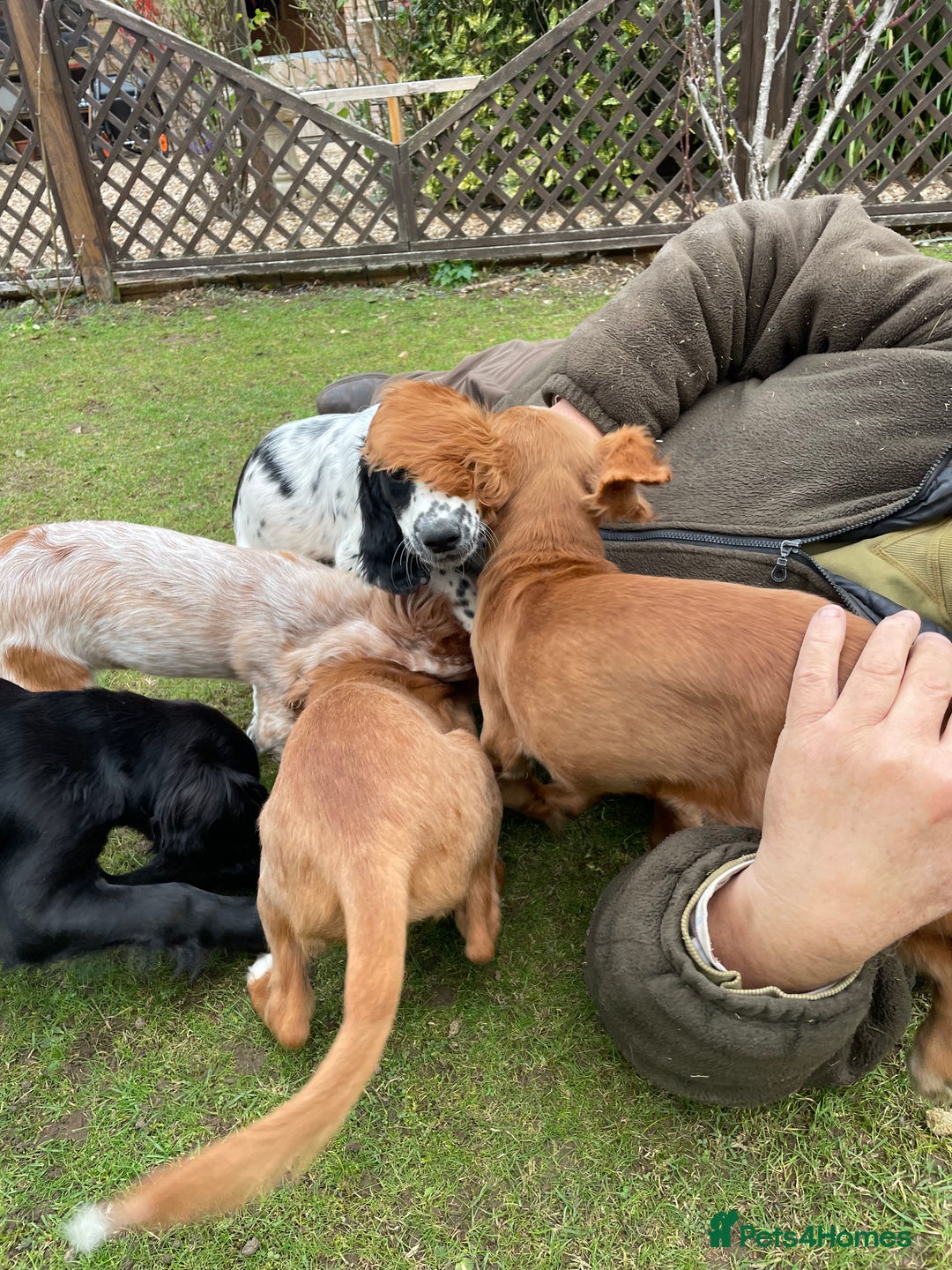 Cocker Spaniel dogs for sale: Working cocker spaniels puppies  - Image 22
