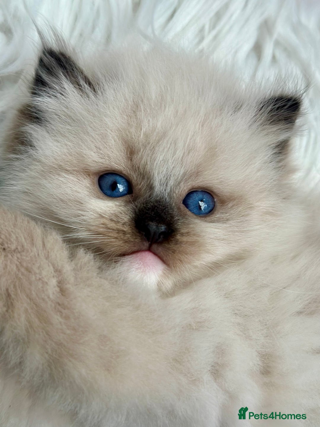 Ragdoll cats for sale: Beautiful pedigree kittens, show quality 💎❤️💎 - Image 16