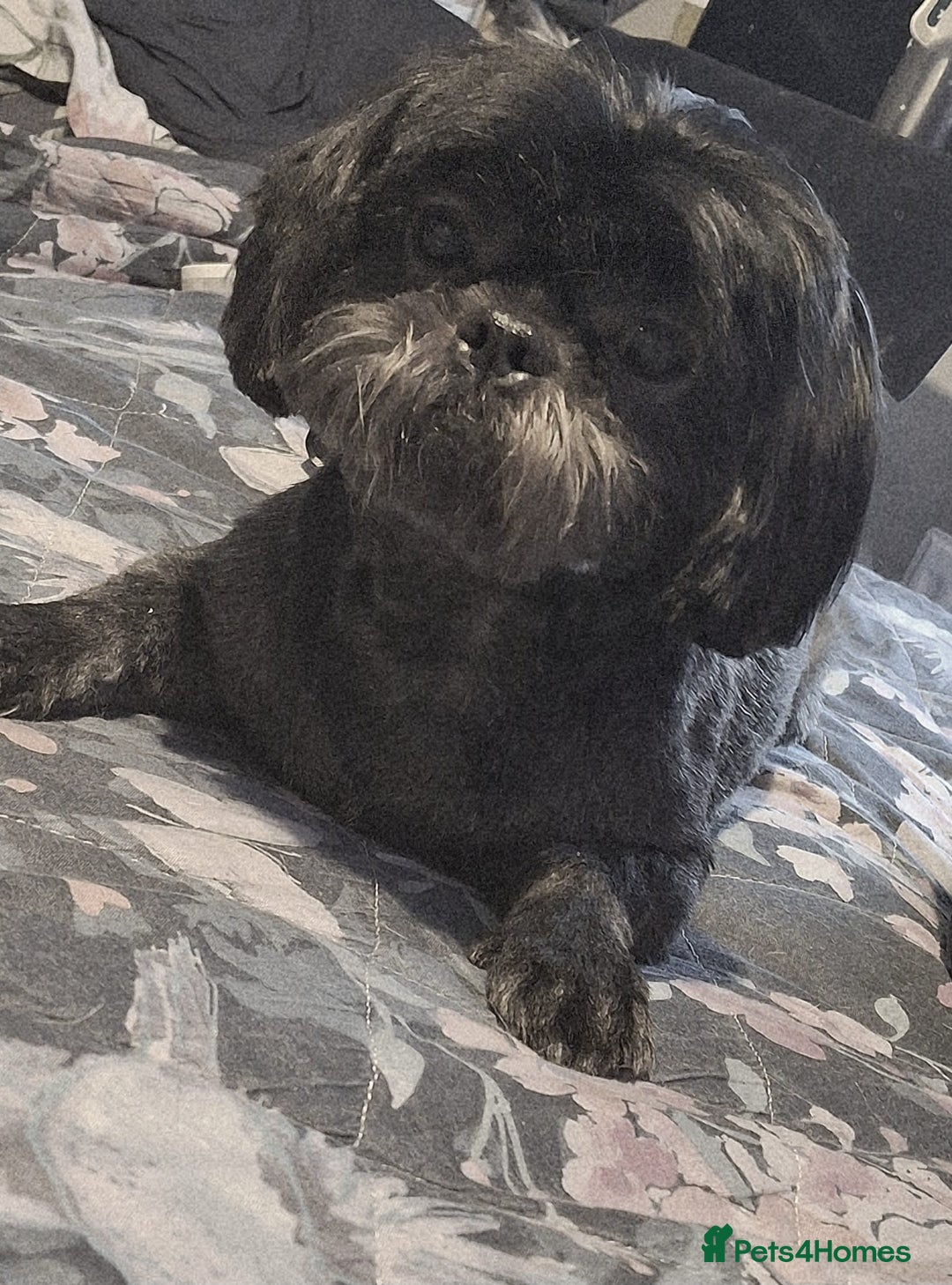 Shih Tzu dogs for sale: KC Reg Imperial Shih Tzu Puppies –  **  Ready - Advert 8