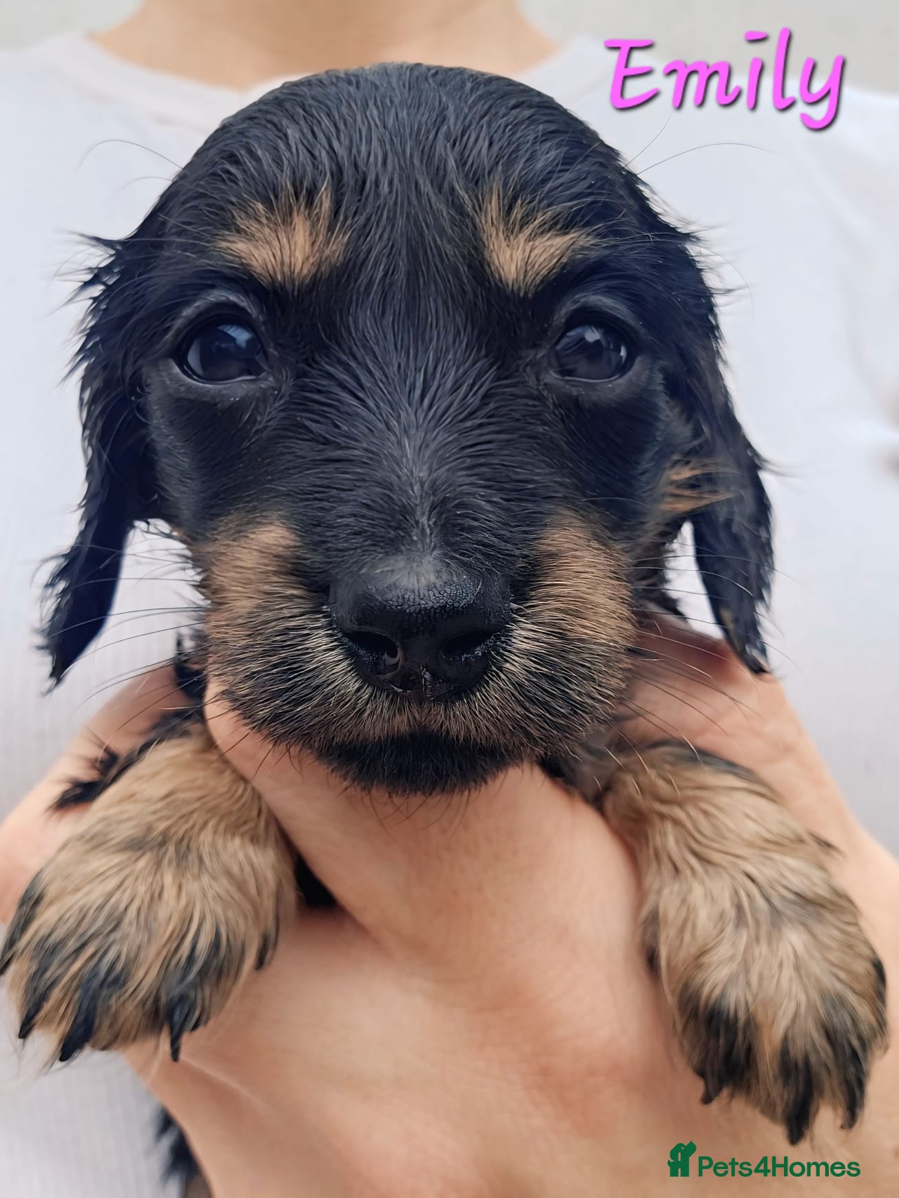 Miniature Dachshund dogs Stunning Miniature Long Haired Dachshunds - Advert 18